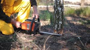 Best Fruit Tree Pruning  in Pleasant Hills, OH