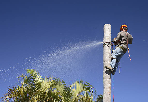 Best Tree and Shrub Care  in Pleasant Hills, OH