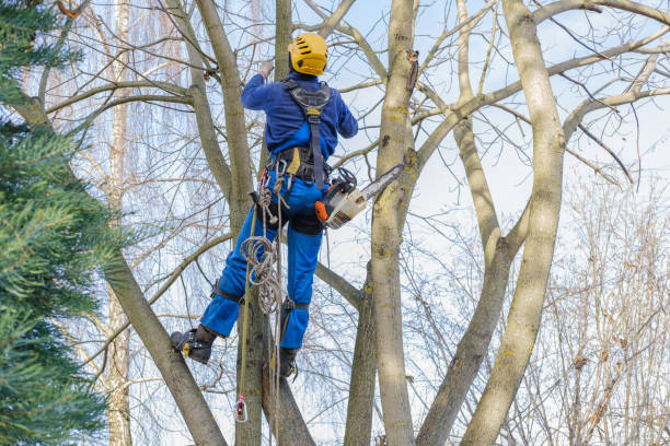 Best Arborist Consultation Services  in Pleasant Hills, OH