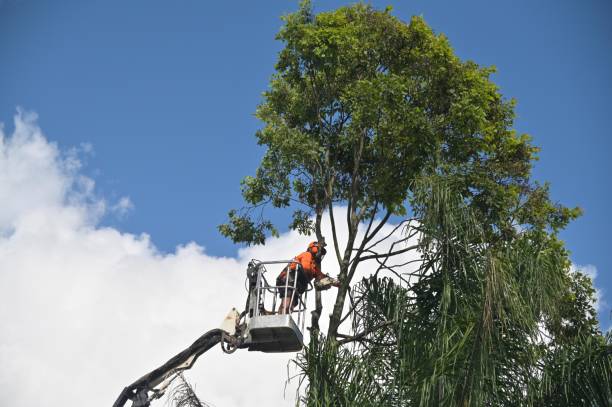 How Our Tree Care Process Works  in  Pleasant Hills, OH