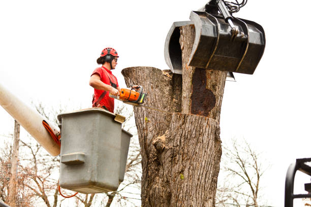 Best Aeration Services  in Pleasant Hills, OH