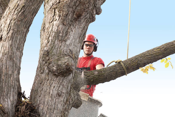 Best Tree Preservation Services  in Pleasant Hills, OH